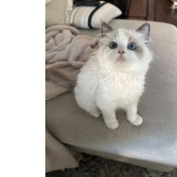 Ragdoll Filhotes