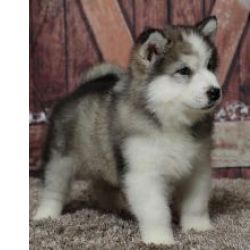 Excelente ninhada de cachorros Malamute do Alaska