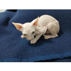 Gatinha Sphynx