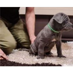 Excelente ninhada de cachorros Mastim Napolitano