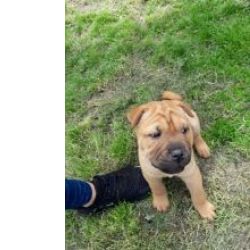 Machos e f�meas cachorros Shar-Pei dispon�veis