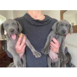 Lindos cachorrinhos Weimaraner