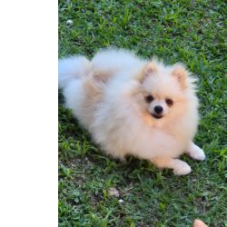 Lulu da Pomer�nia Spitz Alem�o machs