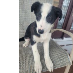 Cachorros Border Collie dispon�vel