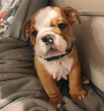 Maravilhosos Bulldog Ingl�s
