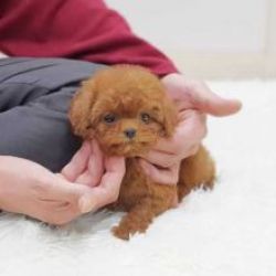 Muito meigos cachorros Caniche Toy