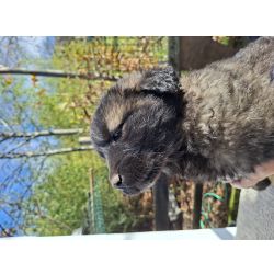 CACHORROS SERRA DA ESTRELA COM LOP