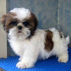 Shih-tzu