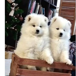 Muito meigos cachorros Samoiedo