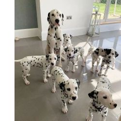 Machos e f�meas cachorros D�lmata dispon�veis