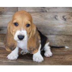 Cachorros basset hound