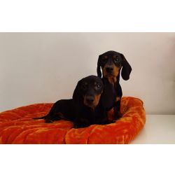 Cachorros Teckel Miniatura