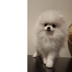 Lulu da Pomer�nia Branco