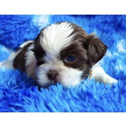 Shih tzu filhotes de proced�ncia