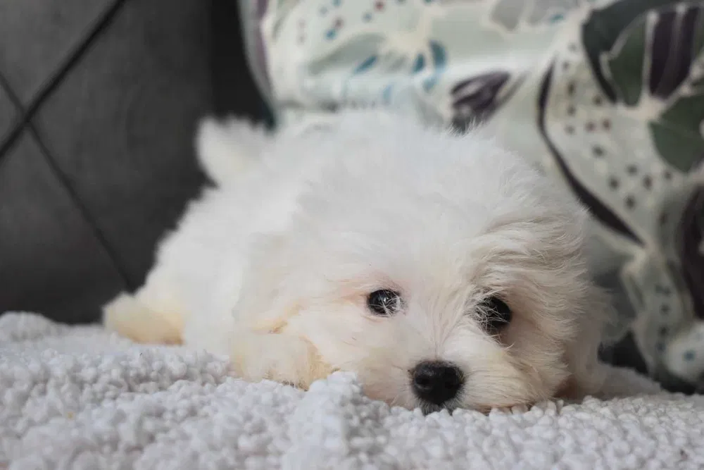 Bichon maltes Disponivel