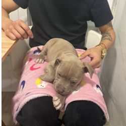 �ltimo filhote Bully macho