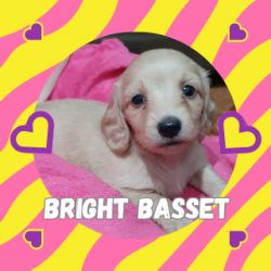 Filhotes de Dachshund Teckel Miniatura