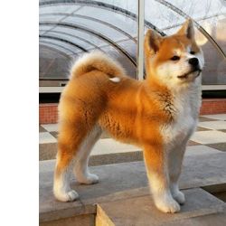 Akita Inu
