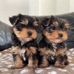 Cachorros Yorkshire Terrier