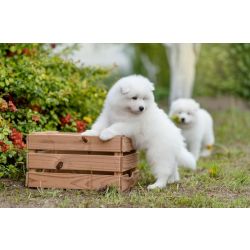 Cachorros Samoieda dispon�veis