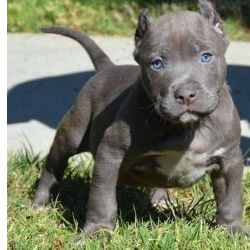 Cachorros Pitbull