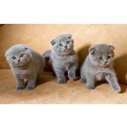 Gatinhos Scottish Fold