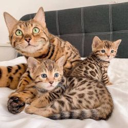 Gatinhos Bengal