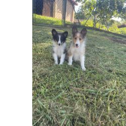 SABIA QUE AQUI O SEU PASTOR DE SHETLAND � CRIADO POR M�DICA VETERIN�RIA