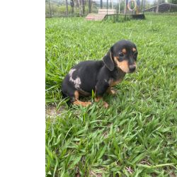 DEIXE NOSSOS TECKELS FAZEREM PARTE DA SUA FAM�LIA C�ES CRIADOS POR M�DICA VETERIN�RIA