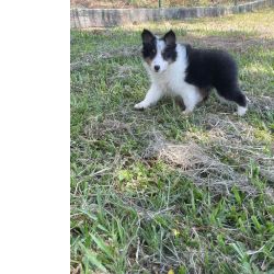 PASTOR DE SHETLAND C�ES LINDOS CRIADOS E ENTREGUES POR M�DICA VET