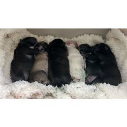 Bulldog Franc�s com LOP e Afixo