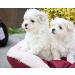 Cachorros bichon malt�s com lop