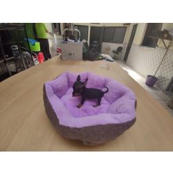 Pinscher pincher super miniatura f�mea criado em ambiente familiar dispon�vel para entrega imediata