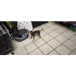 Pinscher pincher chocolate miniatura entregue com os todos os seus brinquedos e acess�rios tem pass