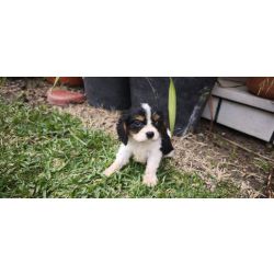 Cavalier king charles criado em ambiente familiar dispon�vel para entrega imediata desparasitado va