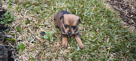 Pinscher pincher miniatura criado em ambiente familiar dispon�vel para entrega imediata desparasita