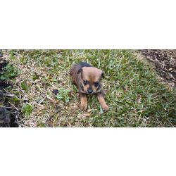 Pinscher pincher miniatura criado em ambiente familiar dispon�vel para entrega imediata desparasita