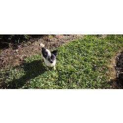 Chihuahua mini f�mea pelo longo dispon�vel para entrega imediata existe a possibilidade de entrega