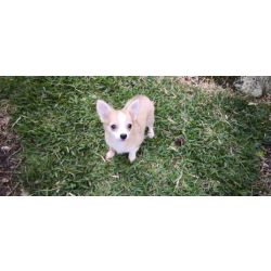 Chihuahua miniatura dispon�vel para entrega imediata existe a possibilidade de entrega ao domic�lio