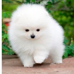 Spitz Alem�o An�o Pomer�nia Brancos 