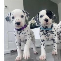 Maravilhosos d�lmata