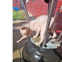 Excelente gatinhos da Sphynx