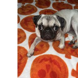 Cachorros pug dispon�vel