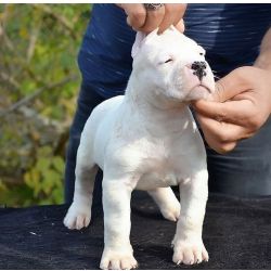 Excelente ninhada de cachorros dogue argentino