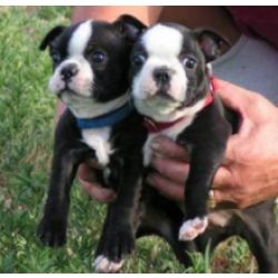 Muito meigos cachorros Boston Terrier