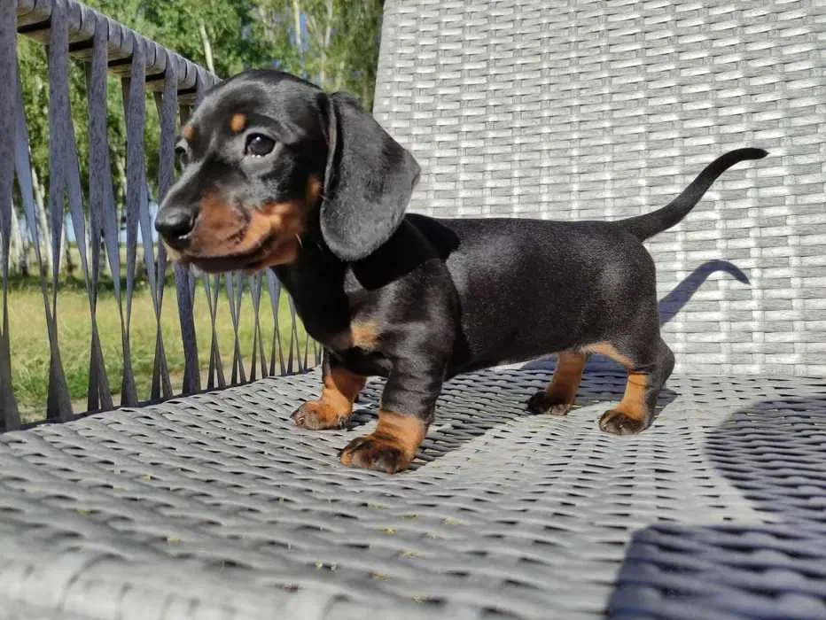 Procuro teckel de pelo liso