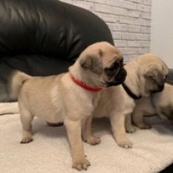 Machos e f�meas cachorros Pug