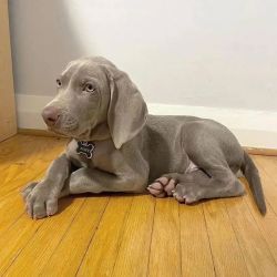 Muito meigos cachorros Weimaraner