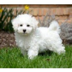 Ninhada Bichon Malt�s