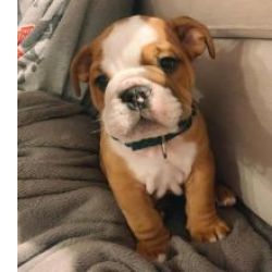Cachorros Bulldog Ingl�s dispon�veis
